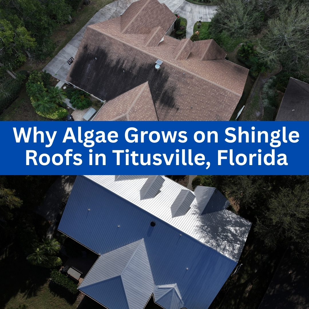 Why Algae Grows on Shingle Roofs in Titusville, Florida